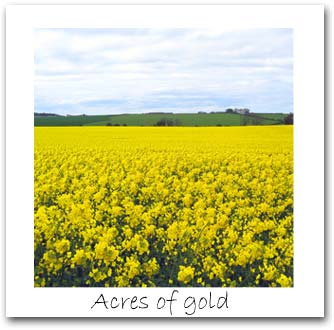 'Acres of gold'