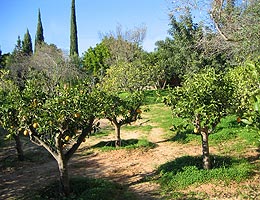 Orange trees.